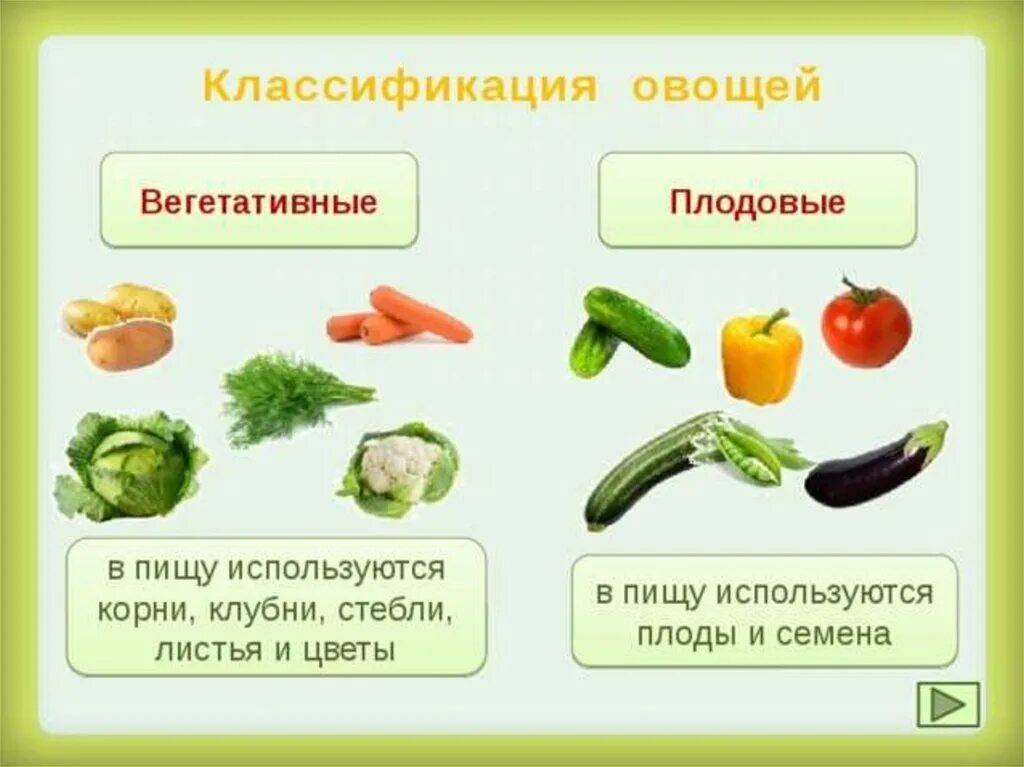 Что относится к плодовым. Овощи плодовая группа схема. Классификация группы плодовых овощей. Вегетативные и плодовые овощи. Классификация вегетативных овощей.