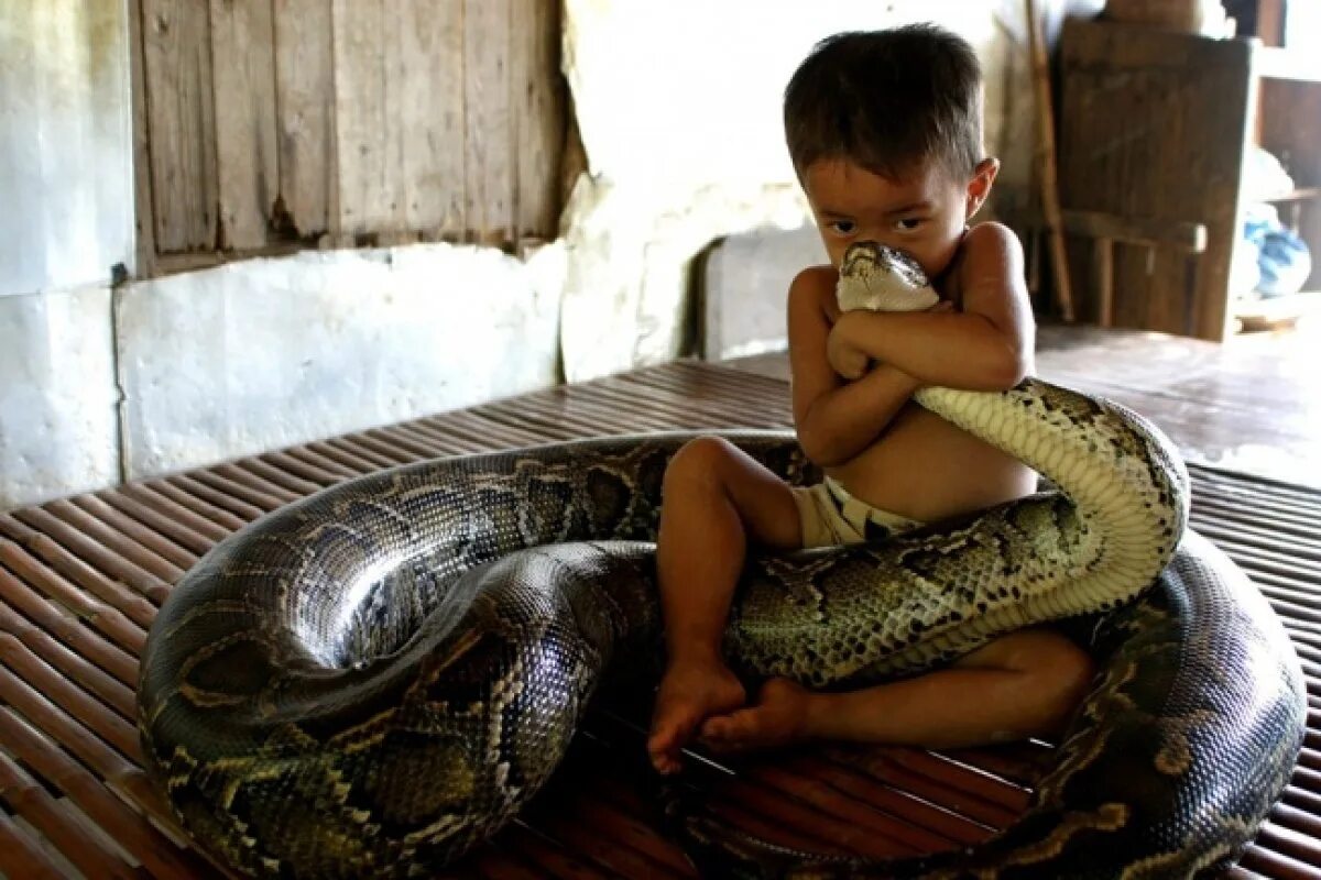 Люди боящиеся змей. Питон и мальчик Камбоджа. Змея для детей. Дети со змеями.