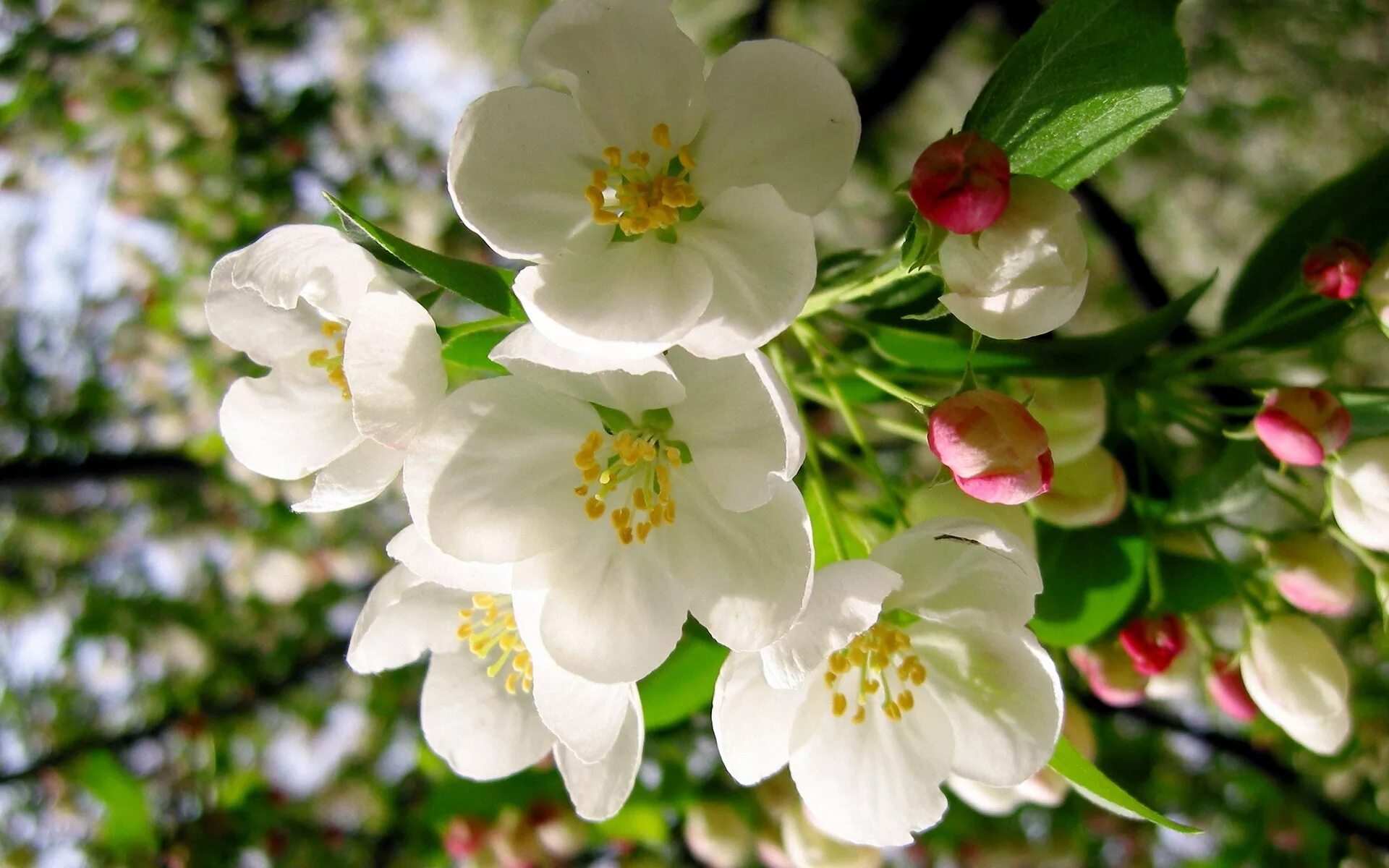 It s beautiful flower. Яблоня макинтош цветение. Хайтан цветок яблони. Яблоня Анабель цветет. Яблоня Сибирская цветение.