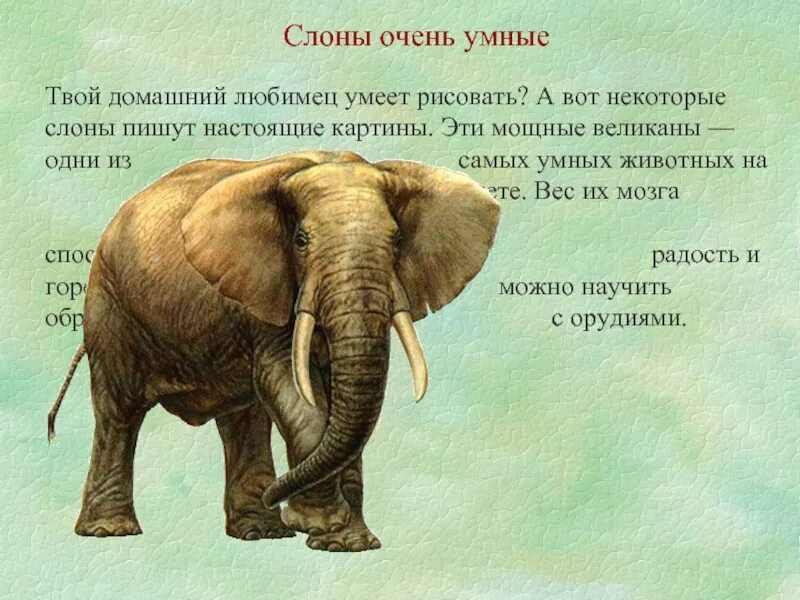 Почему надеждин слон. Интересные факты о слонах. интересное про слонов для детей. презентация о слонах. интересные факты о слониках.