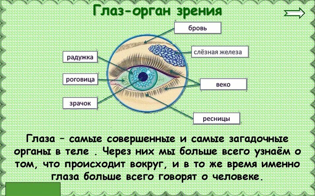 Глаз орган чувств человека. Доклад на тему органы чувств человека 3 класс окружающий мир глаза. Органы чувств глаза 3 класс окружающий мир. Органы чувств анатомия глаз. Доклад органы чувств 3 класс.