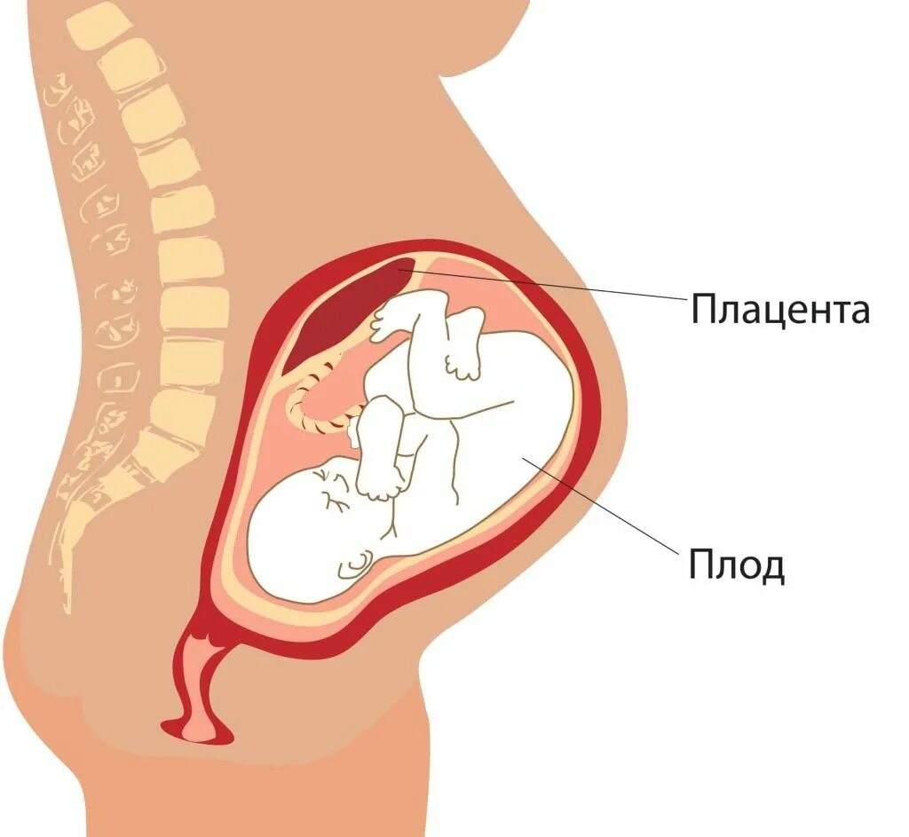 Плацента детское место. Размер плаценты. Роды 18 недель