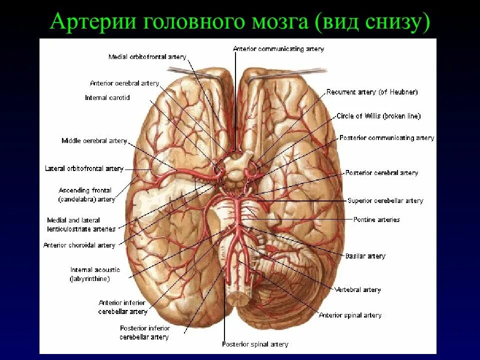 Задняя соединительная артерия мозга. Артерии головного мозга вид снизу. Головной мозг вид снизу. Артерии головного могза. Соединительные артерии головного мозга.