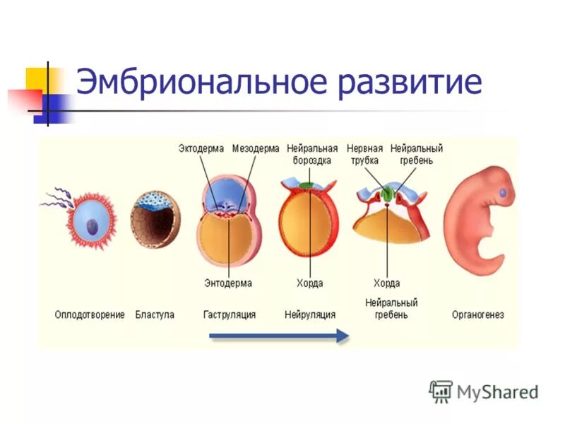 Эмбриогенез двухслойный зародыш. Схема развития зародыша ланцетника на стадии бластулы гаструлы. Стадии развития зародыша лягушки. Эмбриональный период онтогенеза животных. Формирование зародыша эмбриогенез.