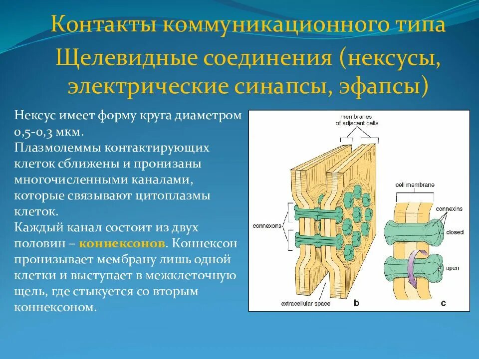 Коммуникативные межклеточные контакты: синапс и Нексус;. Адгезионные межклеточные контакты. Межклеточные соединения. Виды межклеточных контактов.