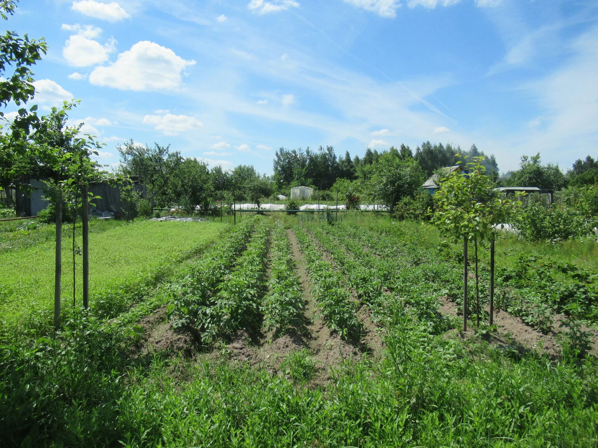 Планировка сада и огорода. Назначение садоводство. Перевести садовый дом в жилой в снт. Отрасли растениеводства плодоводство. Земли для ведения садоводства и огородничества.