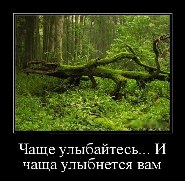 Вы замечали наверное идешь по лесу. Вы замечали наверное идешь по лесу