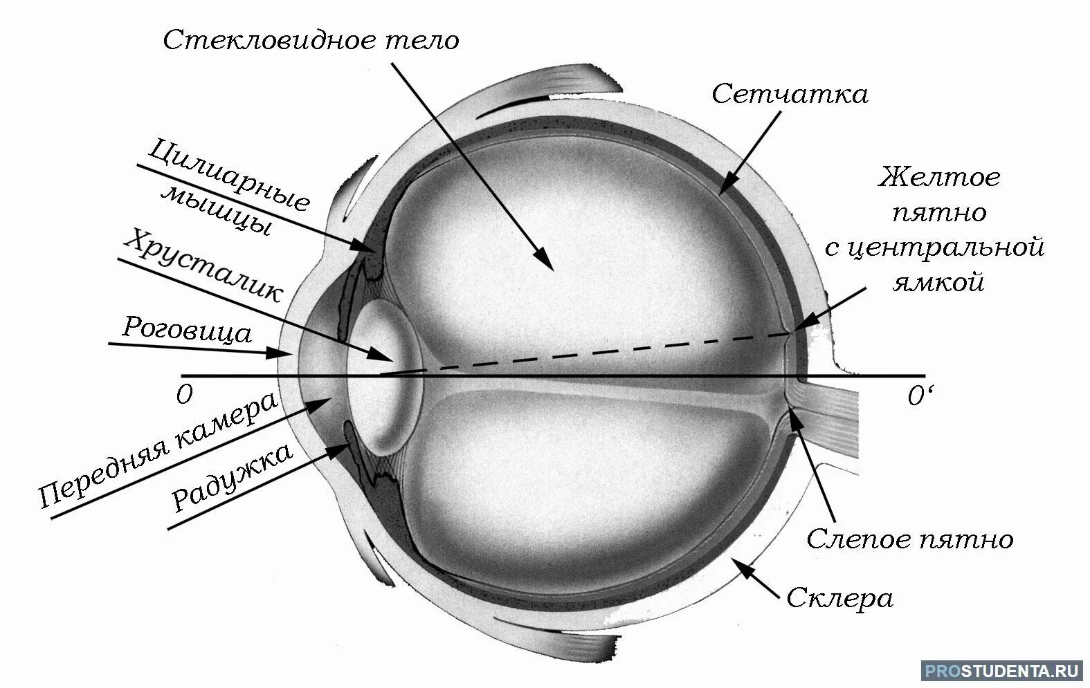 Оптическая система глаз последовательность. Светопреломляющая оптическая система глаза. Строение оптической системы глаза. Оптическая система глазного яблока. Система оптическая строение роговица.