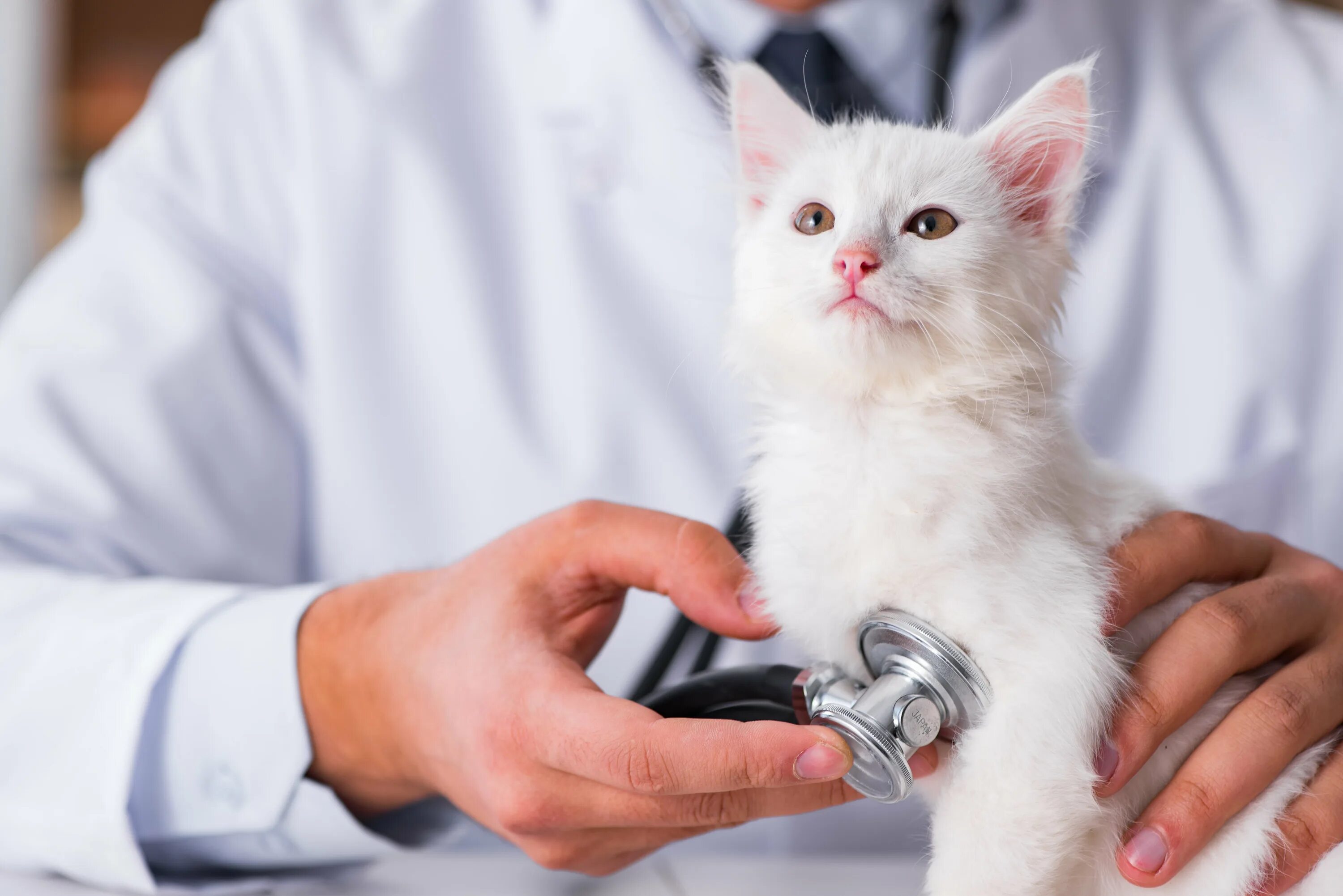 Ветеринар для кошки отзывы. Ветеринар с кошкой. Котенок у ветеринара. Кот врач. Кошка доктор.