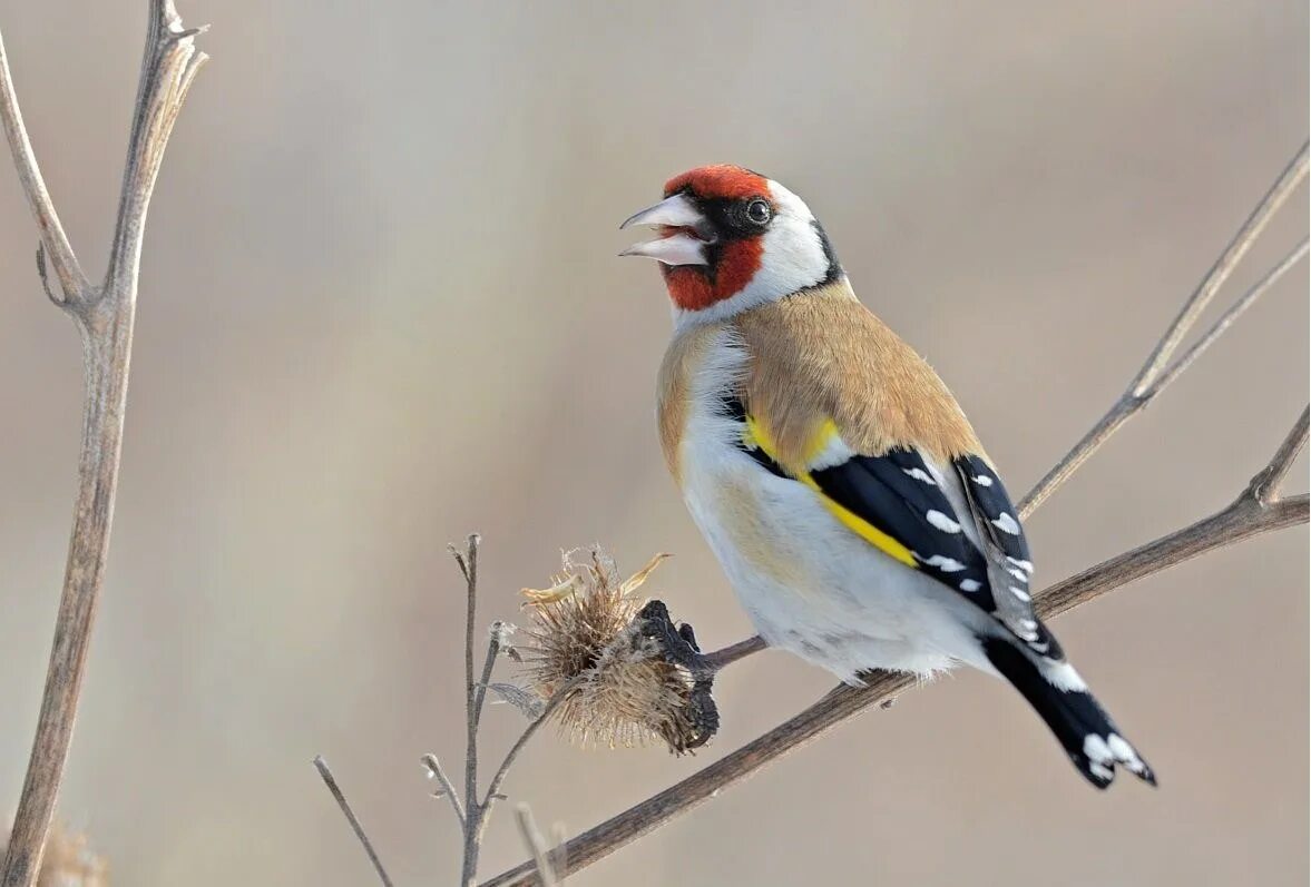 Щегол это человек. Щегол березовик. щегол (carduelis carduelis). щегол птица щегол. овсянка чиж зяблик.