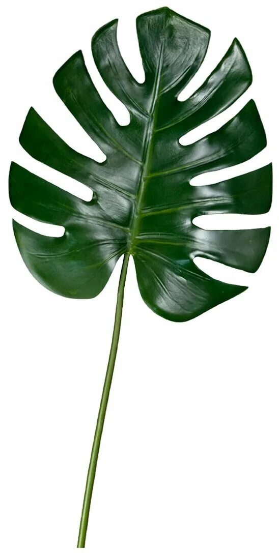 Тип листа монстеры. Зеленые листья монстеры. Тип листа монстеры. Форма листа монстера жилкование листа. Край листа монстеры.