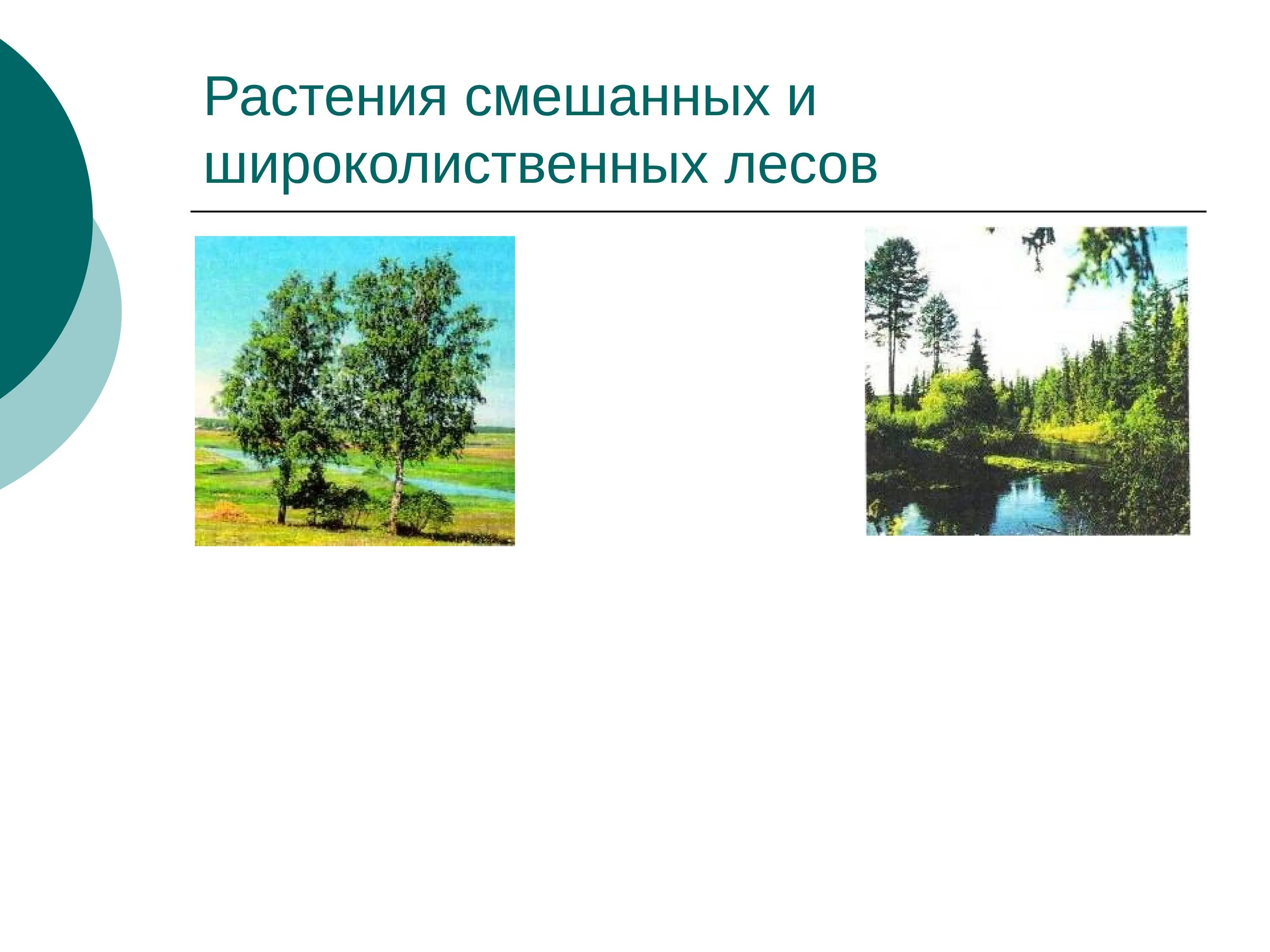 Растения зоны смешанных и широколиственных лесов России. Приспособление растений широколиственных лесов. Растения смешанных и широколиственных лесов. Приспособления растений в смешанных и широколиственных. Урок смешанные и широколиственные леса 8 класс