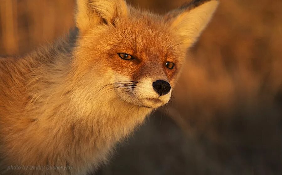 лисяу. лисья хитринка. удивленная лиса. хитрый лис углич. хитрая лиса.