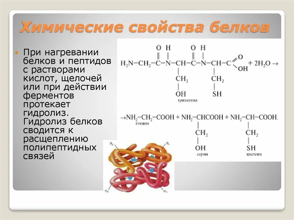 Общие свойства белка. Химические свойства первичной структуры белков. Химические свойства белков горение денатурация. Химические свойства белков формулы. Химические свойства белков реакции.