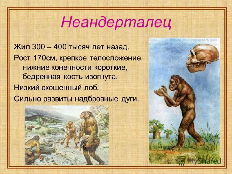К палеоантропам относится. Синантроп неандерталец кроманьонец таблица. Палеоантропы особенности. К древним людям палеоантропам относятся. Неандерталец характеристика таблица.
