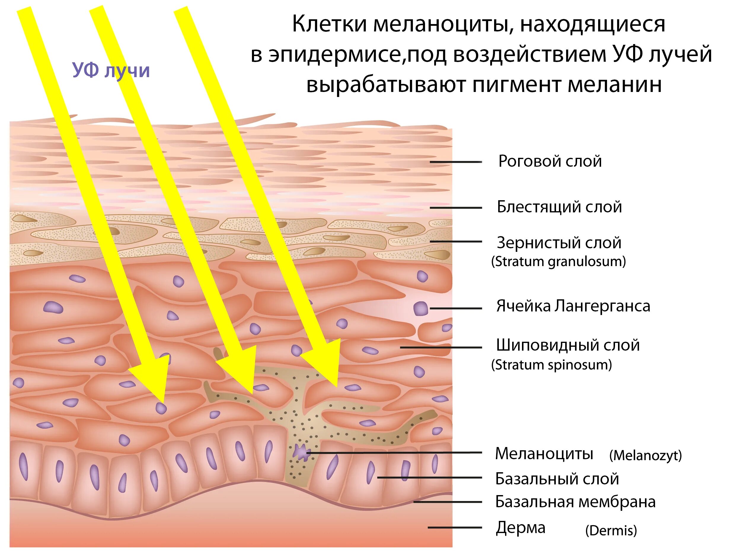 Пигмент кожи меланин находится. Меланоциты кожи. Клетки меланоциты. Строение кожи меланоциты.