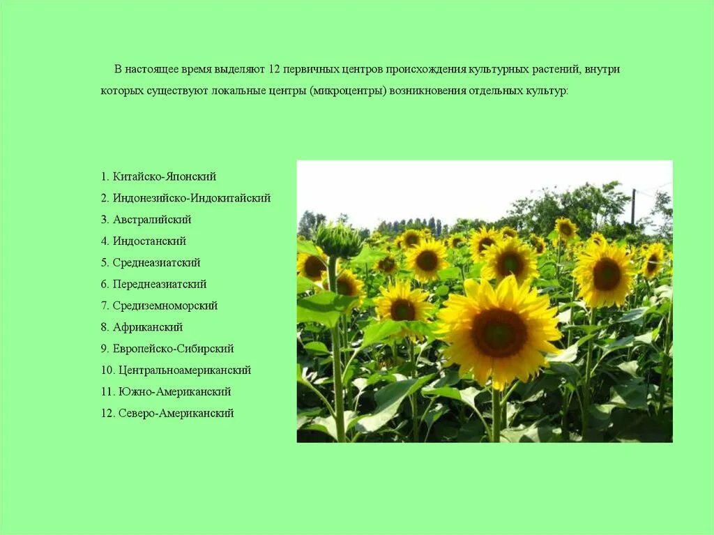 Приведи пример культурного растения пришедшего. Культурное растение из центра культурных растений. сообщение об одном из культурных растений. загадки про растениеводство. культурные растения презентация растущие в россии.