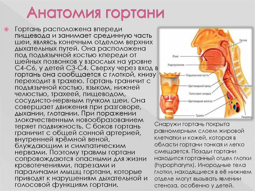 РАК ГОРТАНИ. АНАТОМИЯ