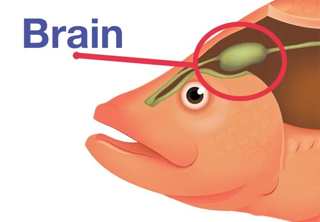 Brain fish. Мозги рыбы. Головной мозг рыбы.