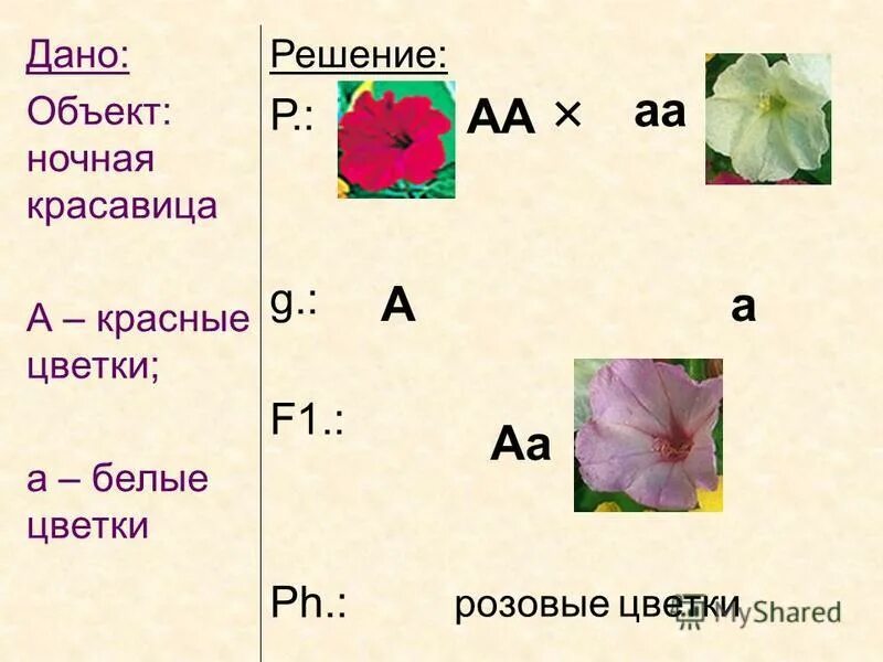 окраска цветков у ночной красавицы наследуется. красные и белые цветки ночной красавицы это. кодоминирование и неполное доминирование. при скрещивании растений ночной красавицы с красными. ночная красавица скрещивании растения.