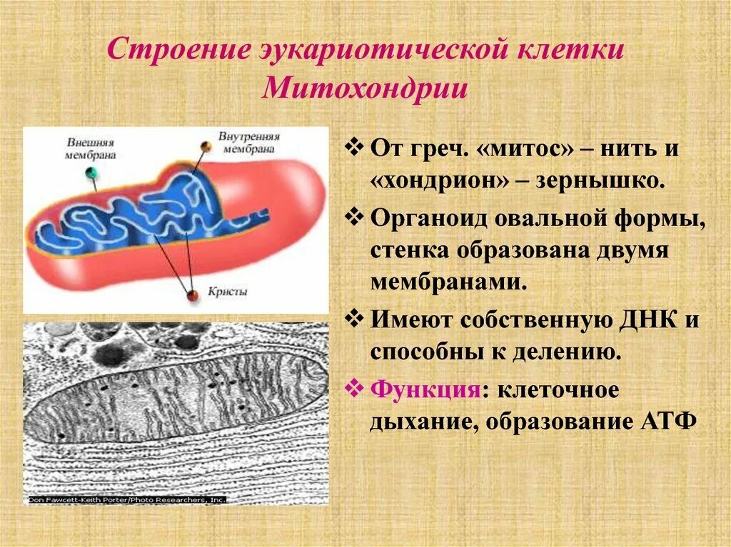 Каковы строение и функции митохондрий. Строение митохондрии эукариотической клетки. Митохондрии строение и функции эукариотической клетки. Строение и функции клеточных структур митохондрии.