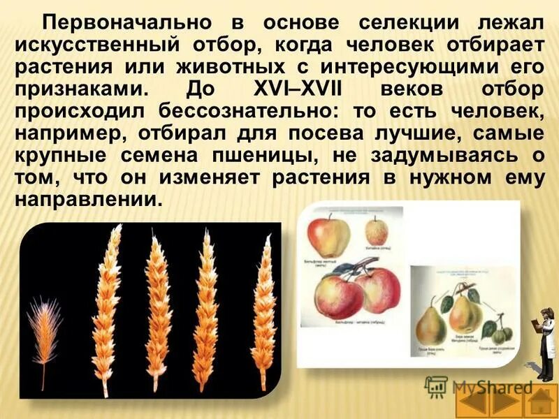 искусственный отбор селекция. что лежит в основе селекции. искусственный отбор в селекции. методы селекции отбор массовый и индивидуальный. искусственный отбор в селекции.