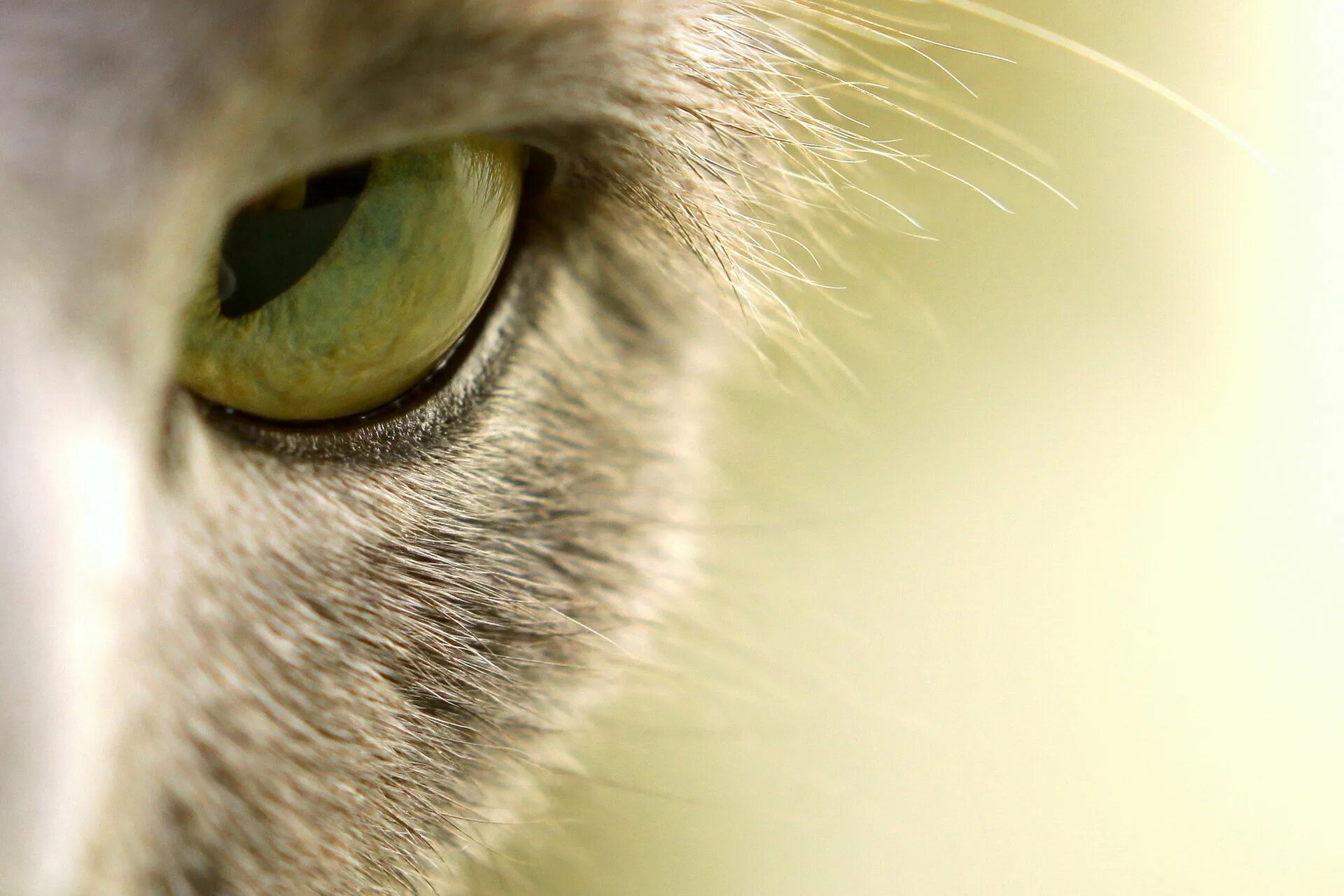 Глазки кошечки. Глаза кошки. Кошачий глаз. Макросъемка кошек. Глаза кошки картинки.