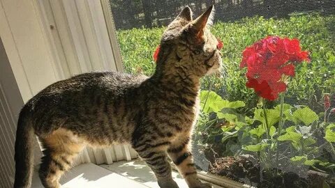 Через 2 дня котенок