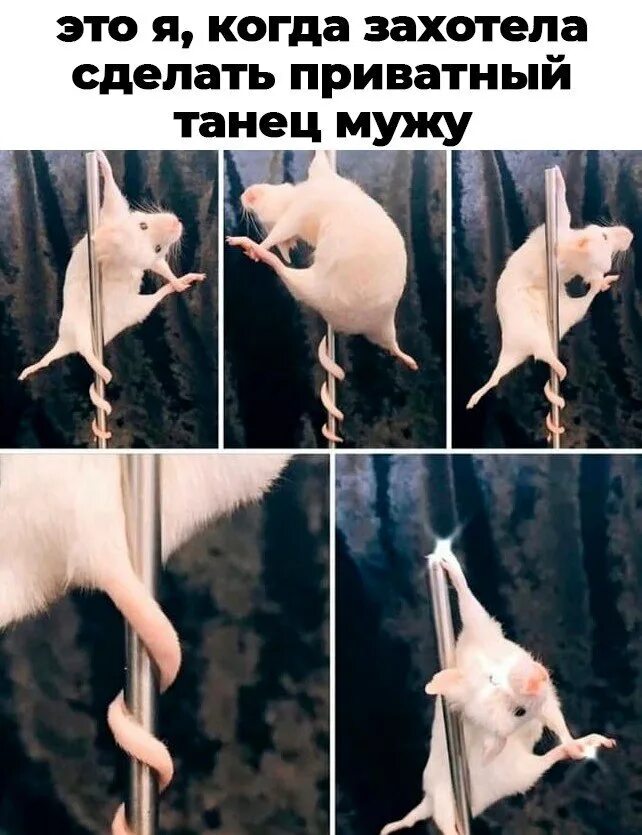Что значит грация кошки. Взгляд кошки грация картошки. грация кошки мем. грация картошки мем.