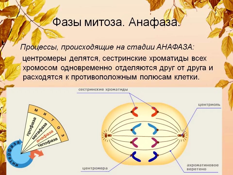 Движение сестринских хроматид к полюсам клетки