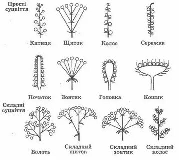 Схема разных соцветий