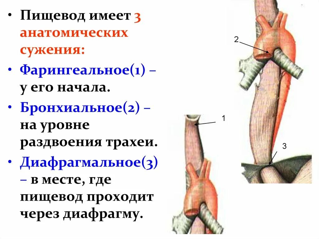 Уровни сужения пищевода. Анатомические сужения пищевода. Физиологические сужения пищевода. Физиологические сужения пищевода анатомия. Перечислите анатомические сужения пищевода.