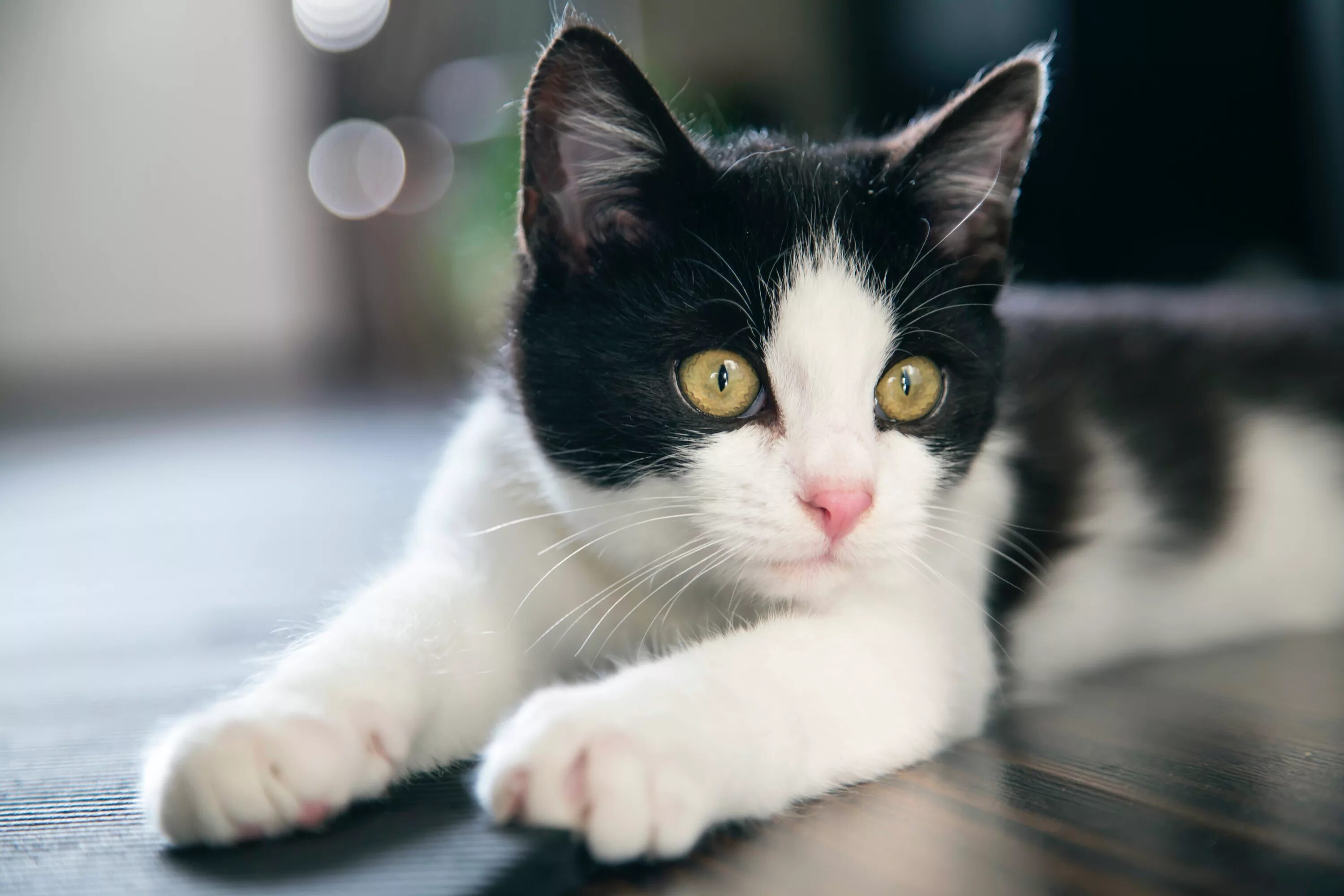 Wait cats