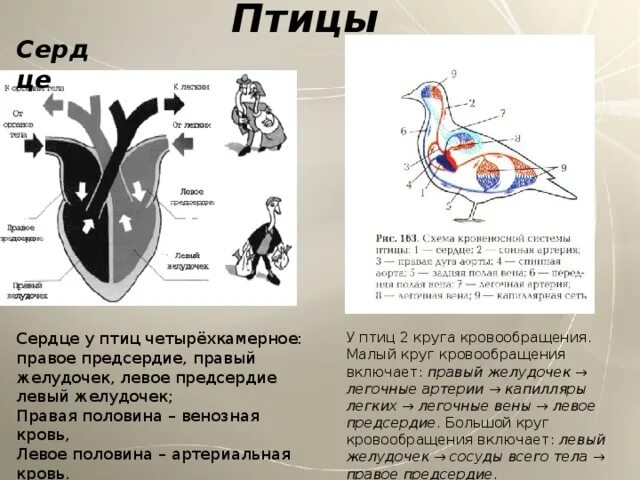 Малый круг кровообращения у птиц схема. Кровеносная система птиц большой и малый круг. Круги кровообращения птицы биология. Строение сердца птиц. Сердце птиц состоит из камер