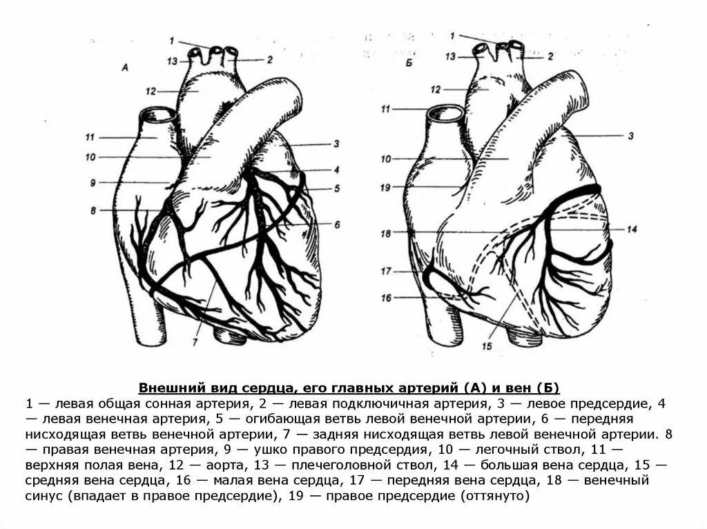 Какая структура сердца человека изображена на рисунке. Наружное строение сердца схема. Внешнее строение сердца анатомия схема. Строение сосудов сердца человека схема. Наружное строение сержцачеловека.