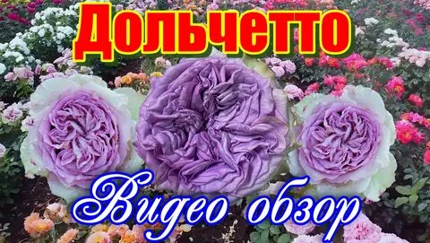 Кфх розы