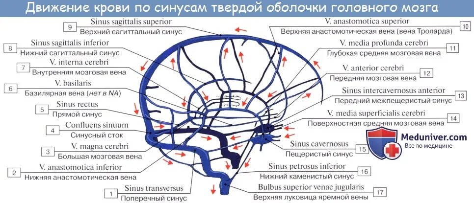 Воспаление внутренней оболочки вены латынь. Синусы твердой мозговой оболочки схема. Вены головного мозга синусы твердой мозговой оболочки. Схема сообщений синусов твердой мозговой оболочки. Схема венозных синусов твердой мозговой оболочки.