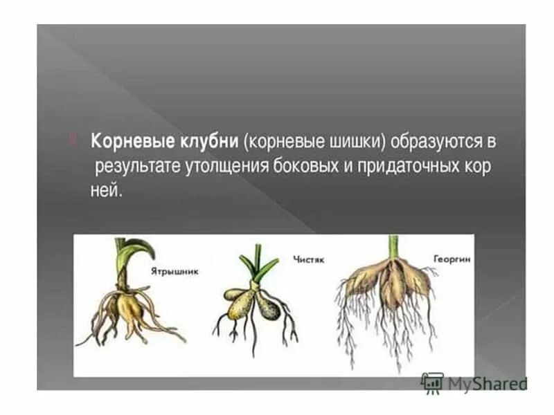 Георгин корневые клубни. Корневые клубни (корневые шишки). Корневые клубни чистяка схема. Корневые шишки клубни это. Видоизмененный корень имеется у