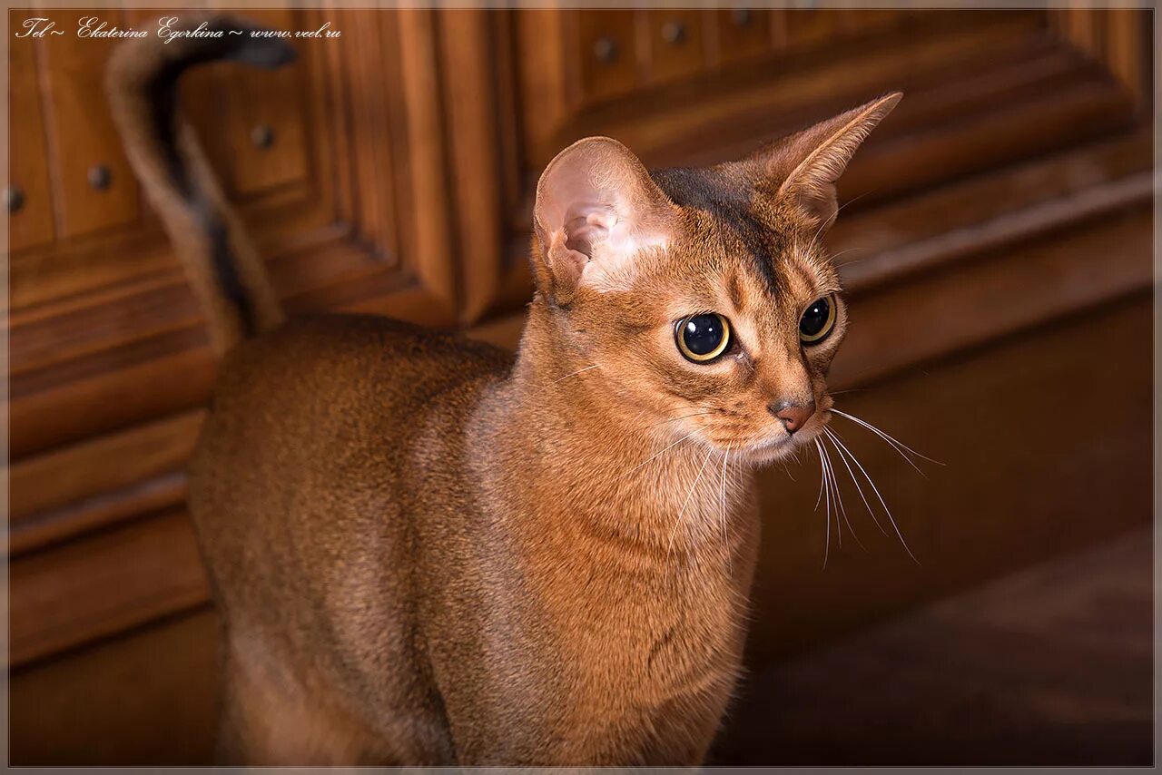 Фотографии абиссинскую породу. Абиссинская кошка. Кот породы абиссинец. Кошка Египетская абиссинец. Котята Абиссинской породы.