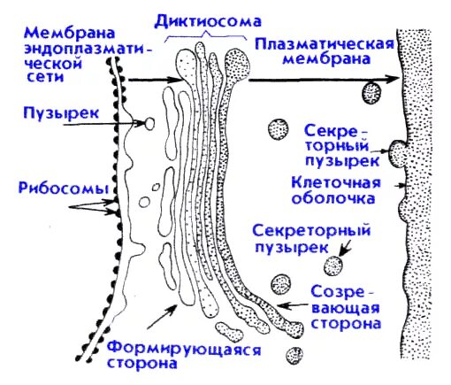 Диктиосома является структурной