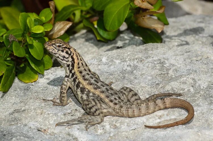 Хвост ящерицы геншин. Leiocephalus carinatus. Хвостатые ящерицы. Хвост ящера. Ящерица с коротким хвостом.