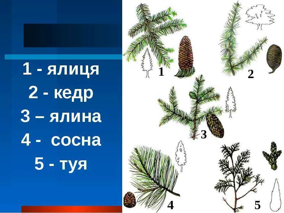 Чем отличается сосна от хвои. Расположение хвоинок у лиственницы. отличие сосны, ели, кедр. расположение на ветке сосны ели и лиственницы. расположение хвоинок у сосны кедровой.