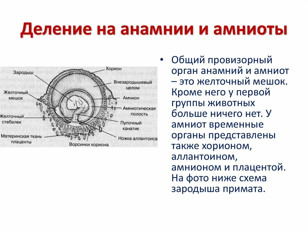 Появление яйцевых оболочек. Зародышевые оболочки эмбриона. Строение яйца и зародышевые оболочки. Строение зародыша амниот. Яйцо амниот строение ЕГЭ.