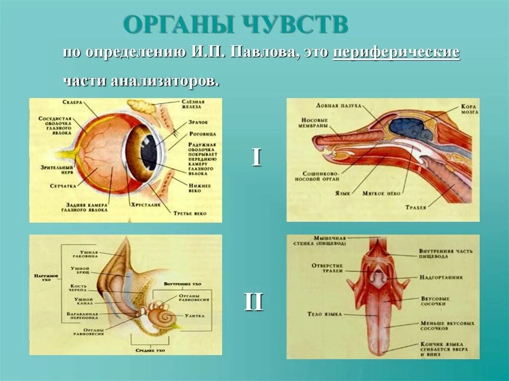 Система органов органы чувств. Органы чувств собаки. Строение органов чувств. Органы чувств человека анатомия.