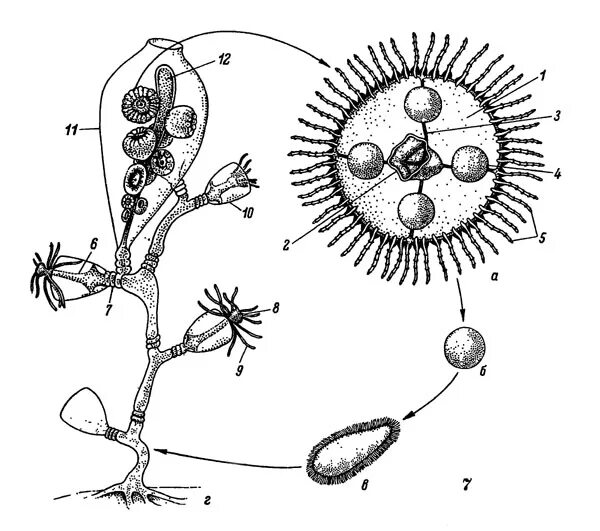 Жизненный цикл гидроида obelia. Жизненный цикл гидроидного полипа схема. Жизненный цикл гидроидного полипа обелии. Стадии развития гидроидного полипа. Цикл развития гидроидного полипа.