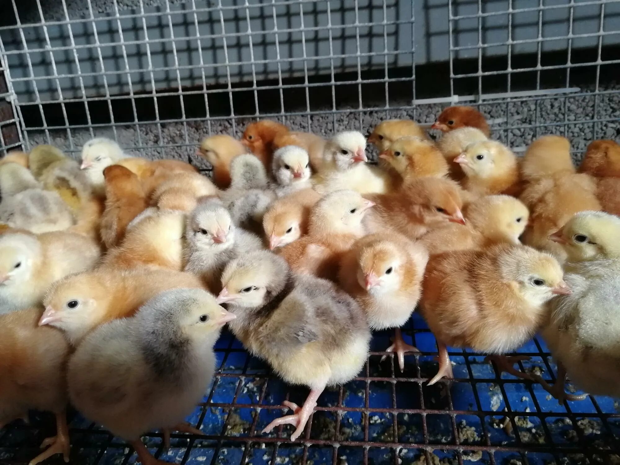 Цвет бройлера. Цыплята редбро. Цветной бройлер редбро. Цветной бройлер sasso xl 451. Цвет бройлера.