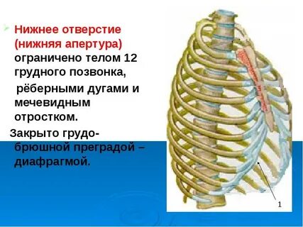 Воспаление мечевидного отростка грудины