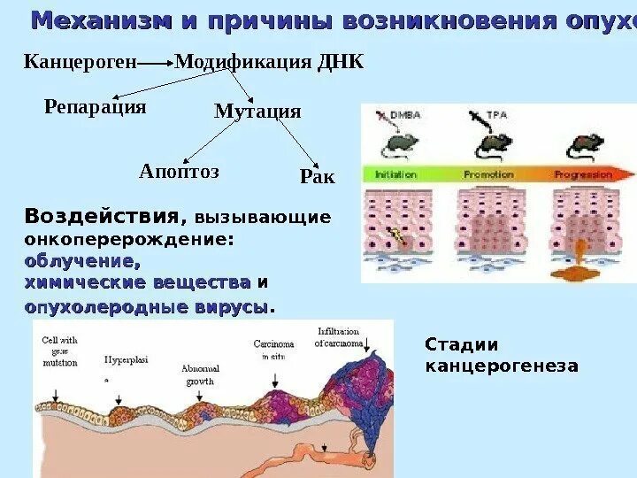 Днк опухоли. Механизм возникновения опухоли. Химическая модификация ДНК. Механизмы появления раковых опухолей. Механизм химического канцерогенеза.