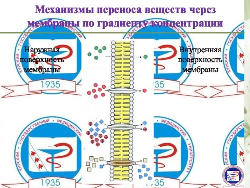 Перемещение веществ через мембрану. Перенос веществ через мембрану. «основные механизмы переноса веществ через мембраны. классификация процессов переноса веществ через мембраны.. аквапорин механизм переноса.