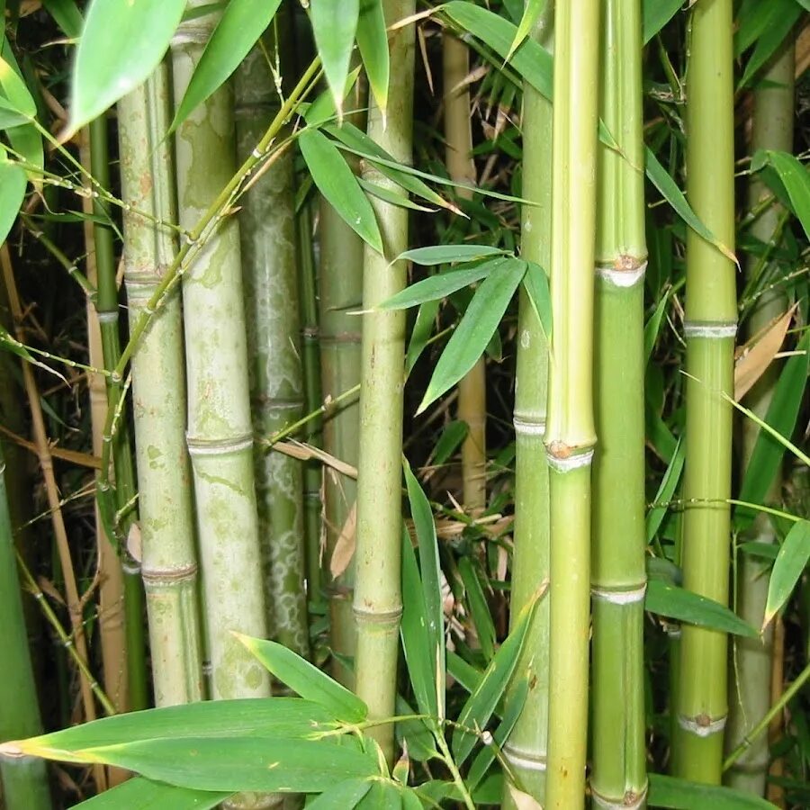 За сколько часов вырастает бамбук. Бамбук arundinacea. Bambusa arundinacea семена. Тростник и бамбук. Бамбук камышовый.